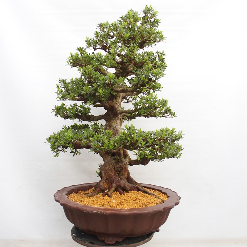Bonsai im Freien - Japanische Azalee - Azalea Toki