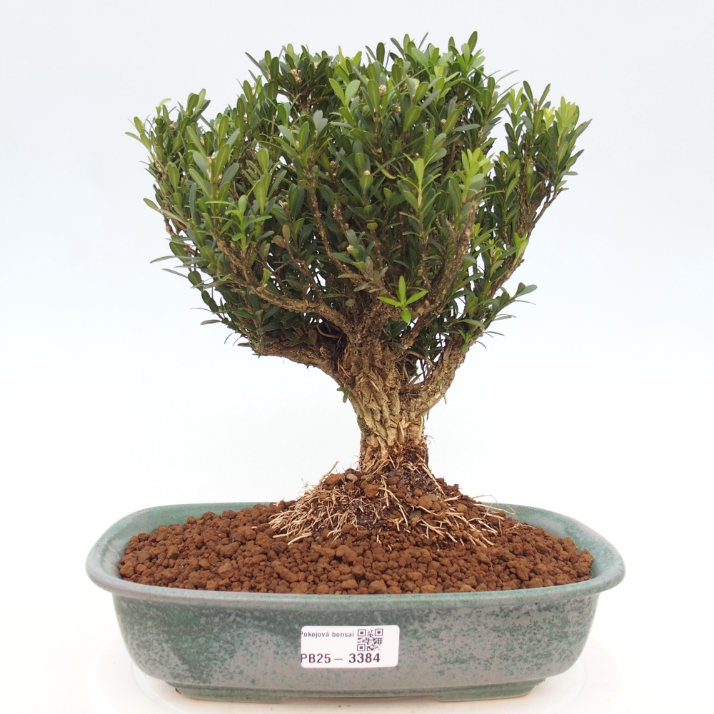 Zimmer Bonsai - Buxus harlandii - Korkbuxus