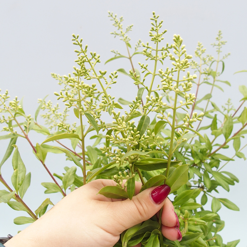 Bonsai für draußen - Ligustrum vulgare - Vogelschnabel