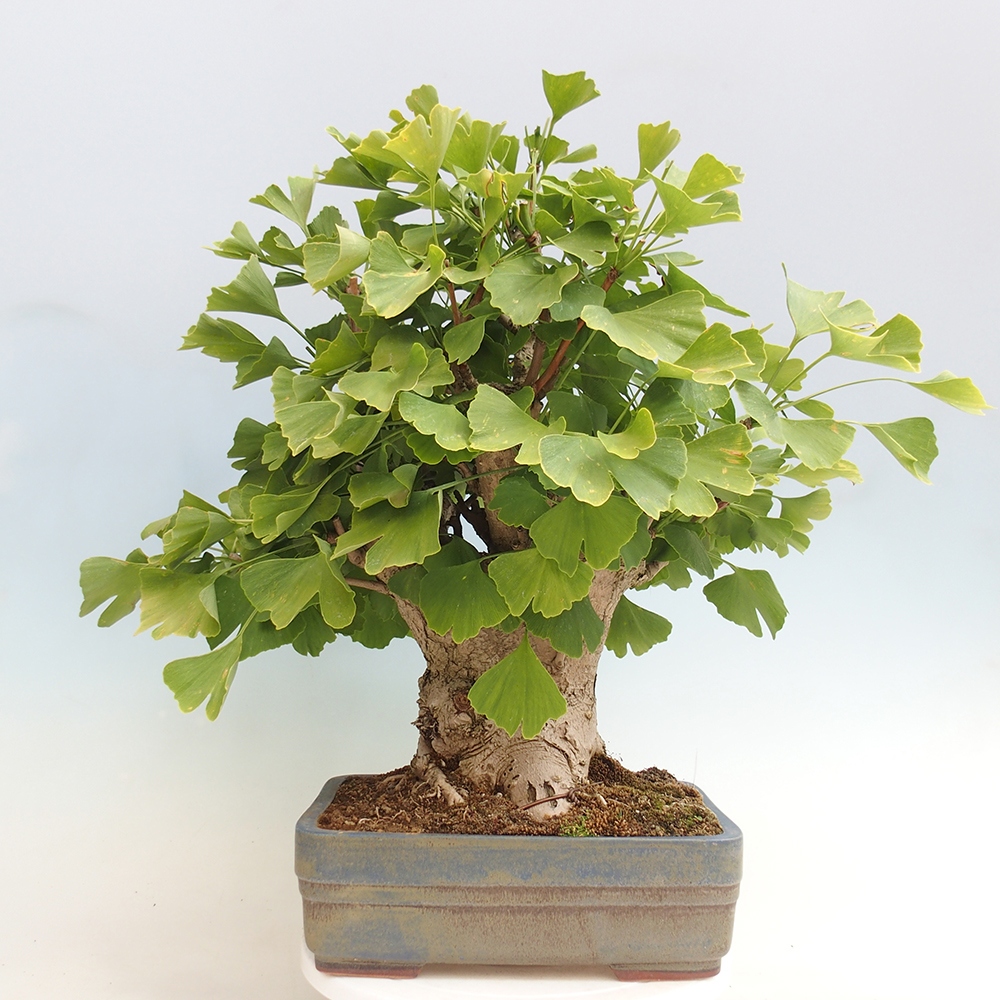 Bonsai im Freien - Jinan biloba - Ginkgo biloba