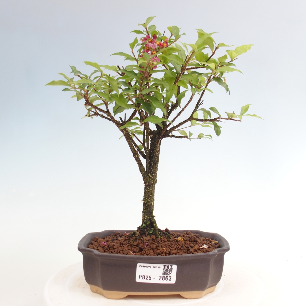 Zimmerbonsai - Malpighia coccigera - Barbdor-Kirsche