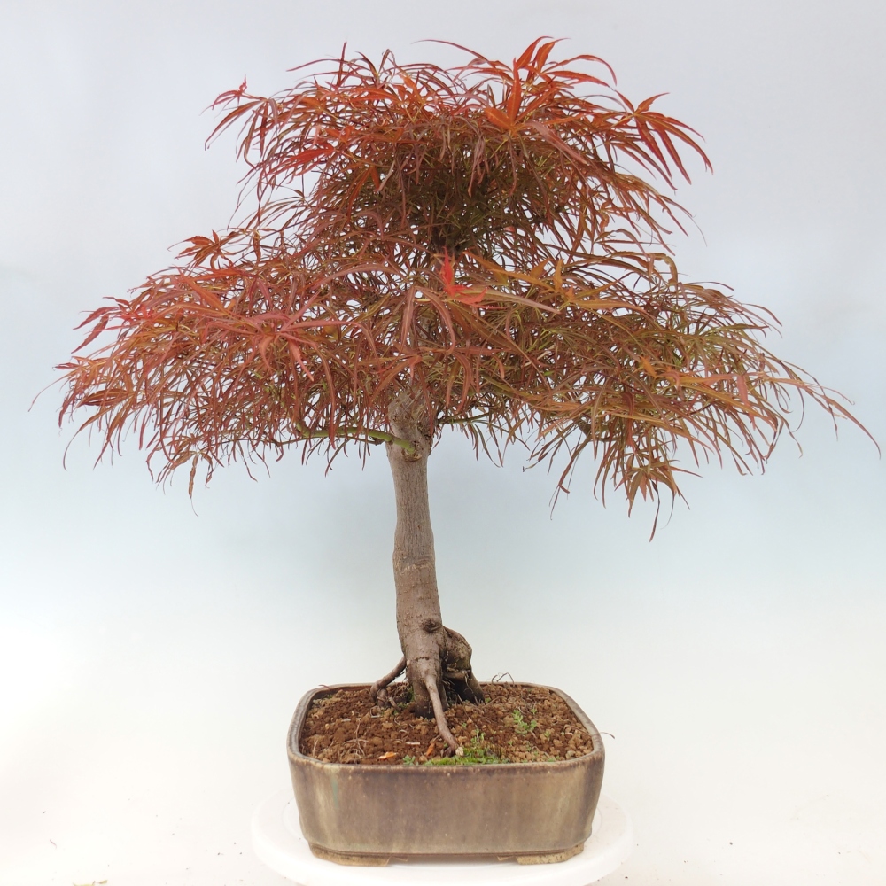 Bonsai für draußen - Acer palmatum RED PYGMY