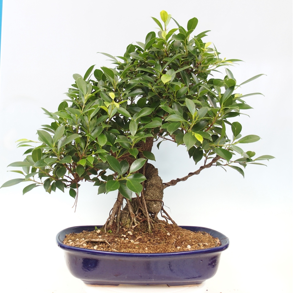 Zimmerbonsai - Ficus kimmen - kleinblättriger Ficus - NUR PERSÖNLICHE ABHOLUNG oder Palettentransport