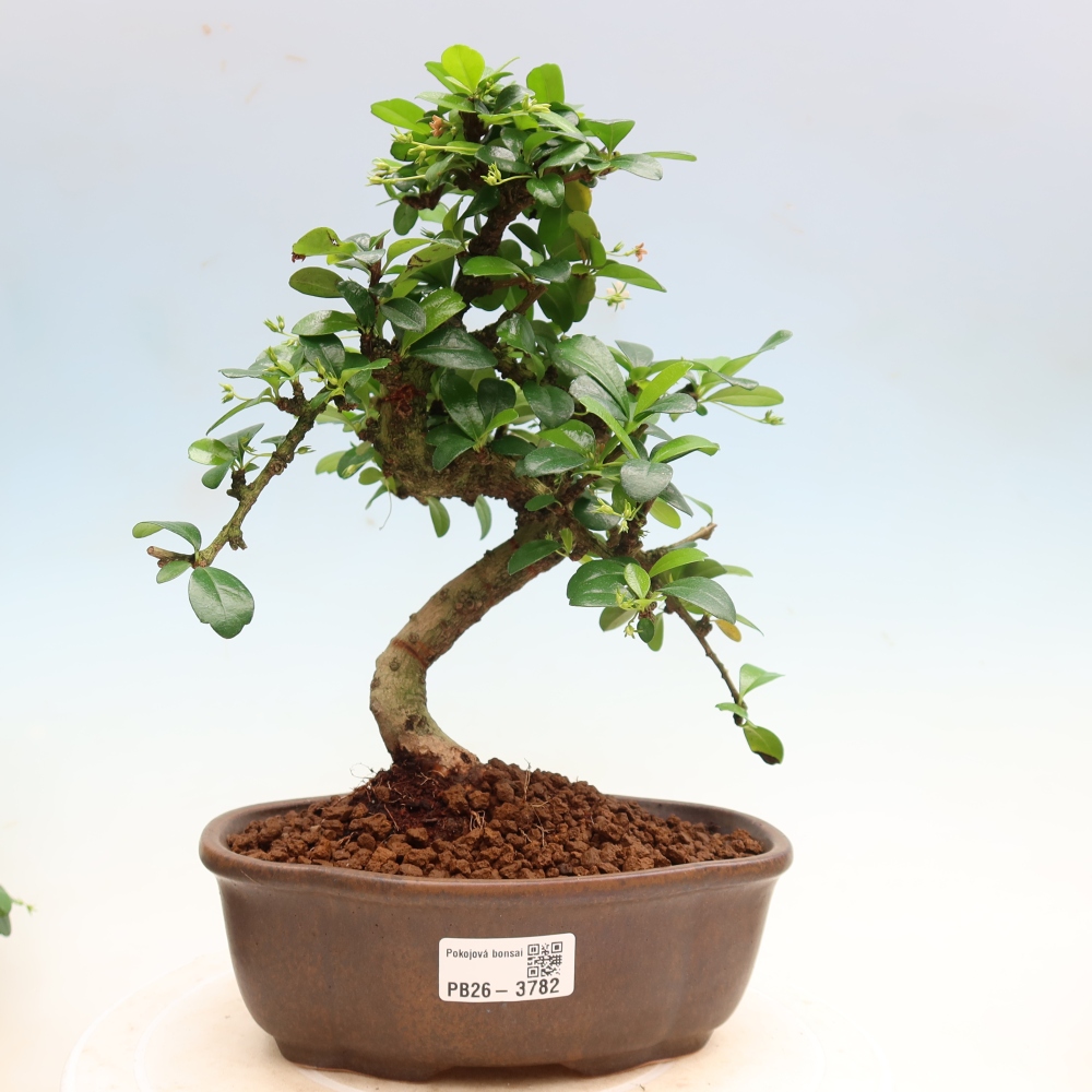 Zimmer-Bonsai - Carmona macrophylla - Tee-Fuki