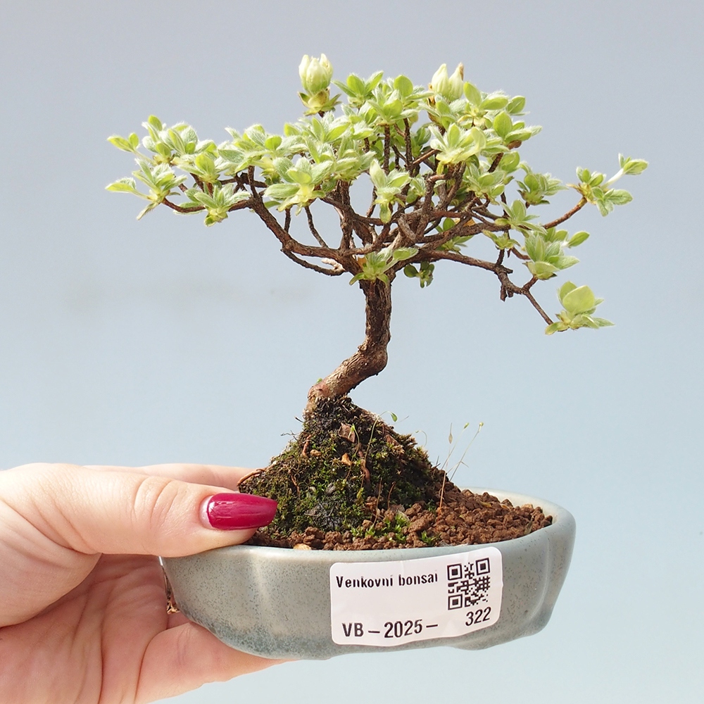 Outdoor-Bonsai - Rododendron indicum - Japanische Azalee