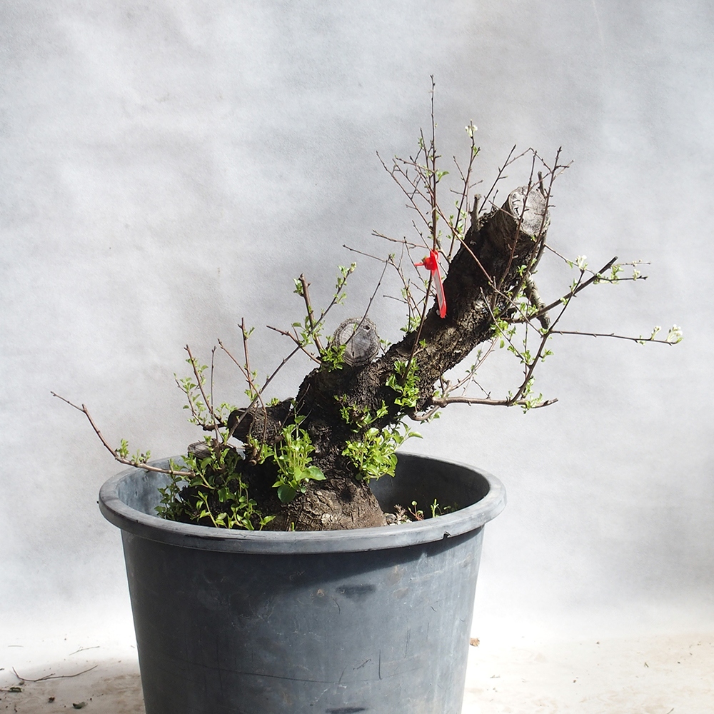 Outdoor Bonsai -Mahalebka - Prunus Mahaleb