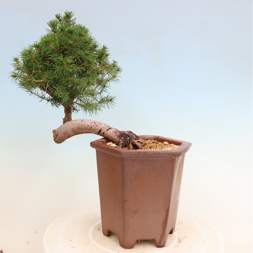 Bonsai für draußen - Fichte - Picea glauca globe