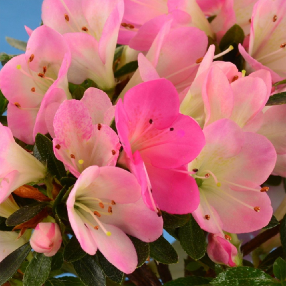 Bonsai im Freien - Japanische Azalee - Azalea Hanamaiko