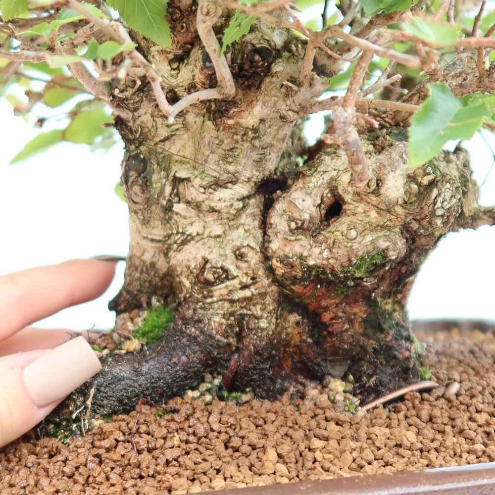 Bonsai für draußen -Carpinus CARPINOIDES - Koreanische Hainbuche