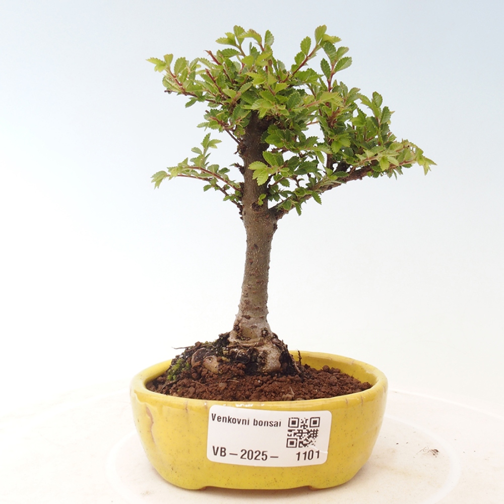 Bonsai im Freien - Ulmus parvifolia Sagei - Kleinblättrige Ulme
