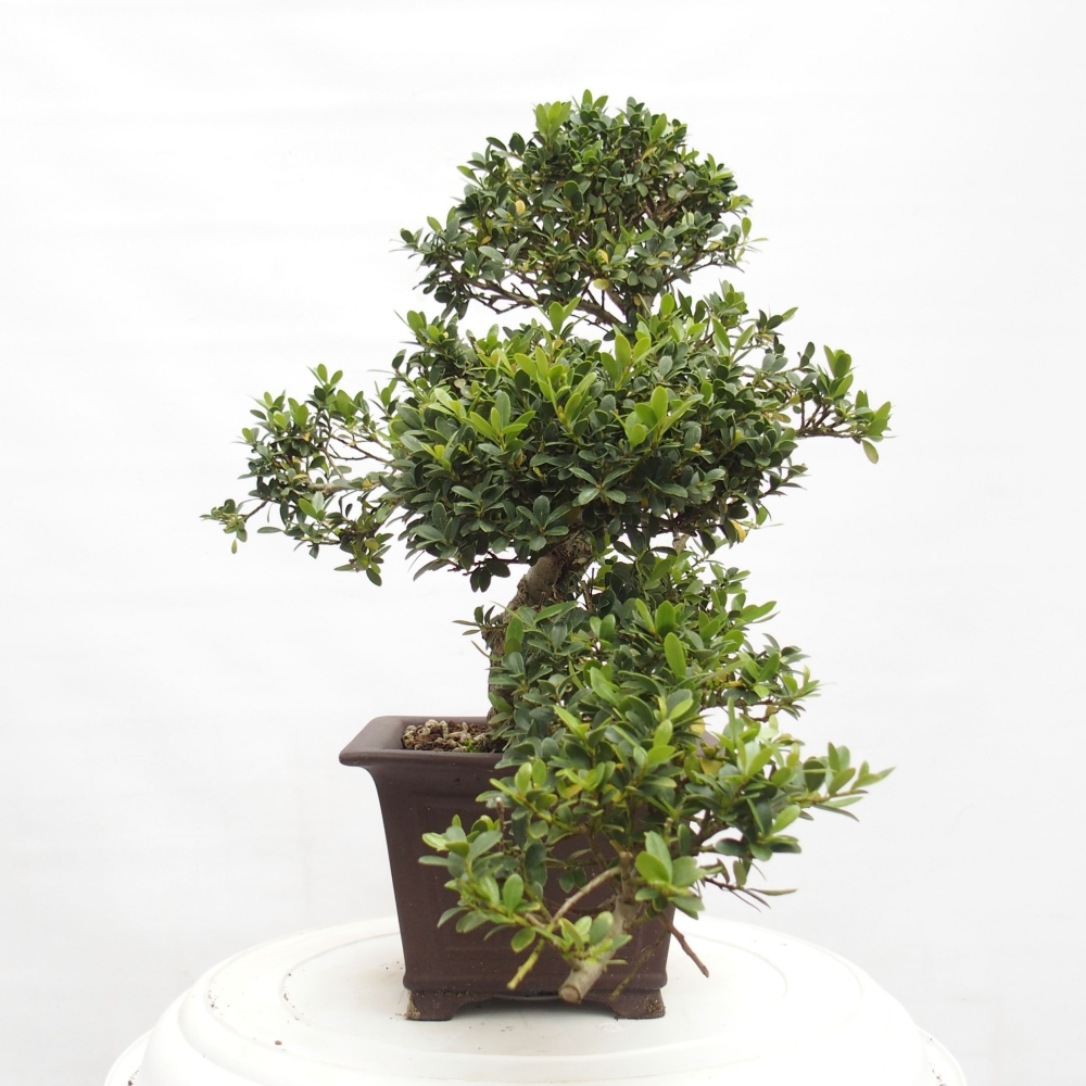 Zimmerbonsai - Ilex crenata - Holly