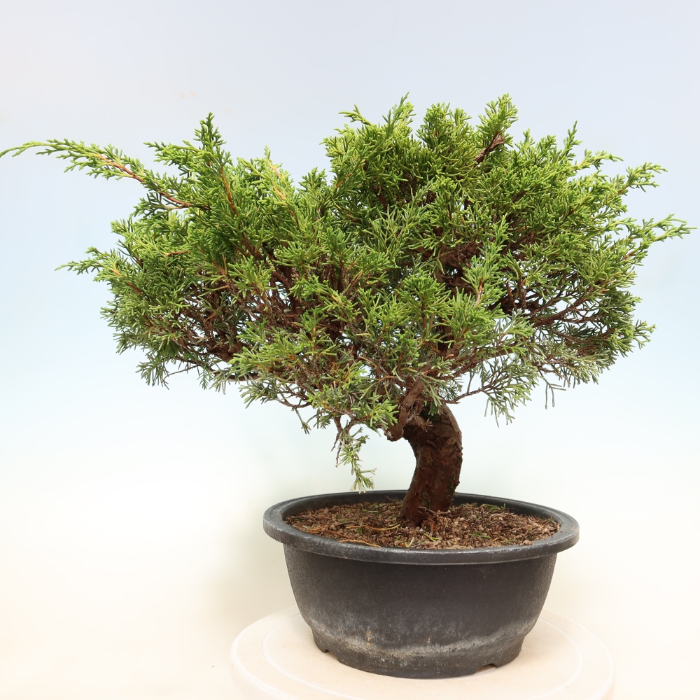 Bonsai für draußen - Juniperus chinensis Itoigawa-Juniperus chinensis