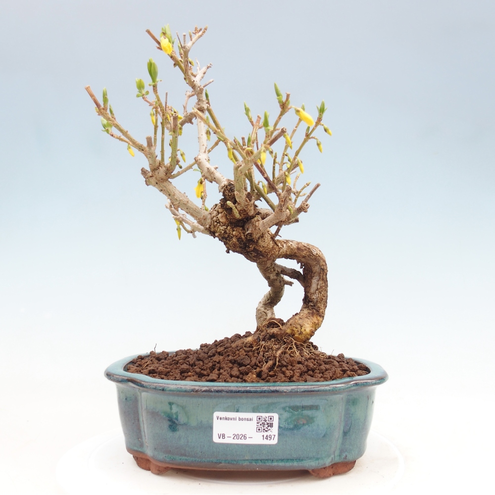 Bonsai für draußen - Zlatice - Forsythia koreana