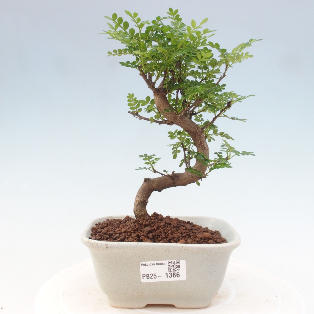 Indoor-Bonsai - Zantoxylum piperitum - Pfefferminze
