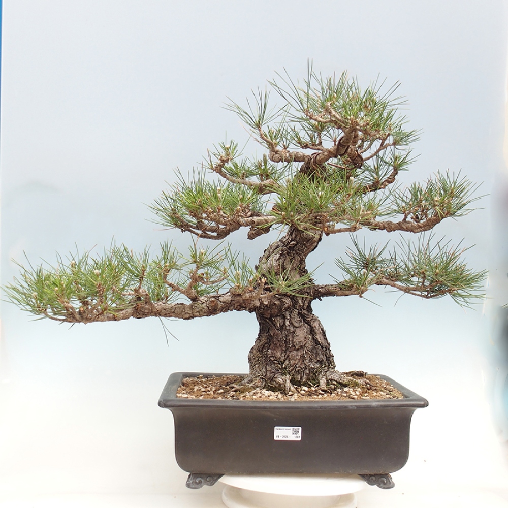Bonsai für draußen - Pinus thunbergii - Thunberg-Kiefer