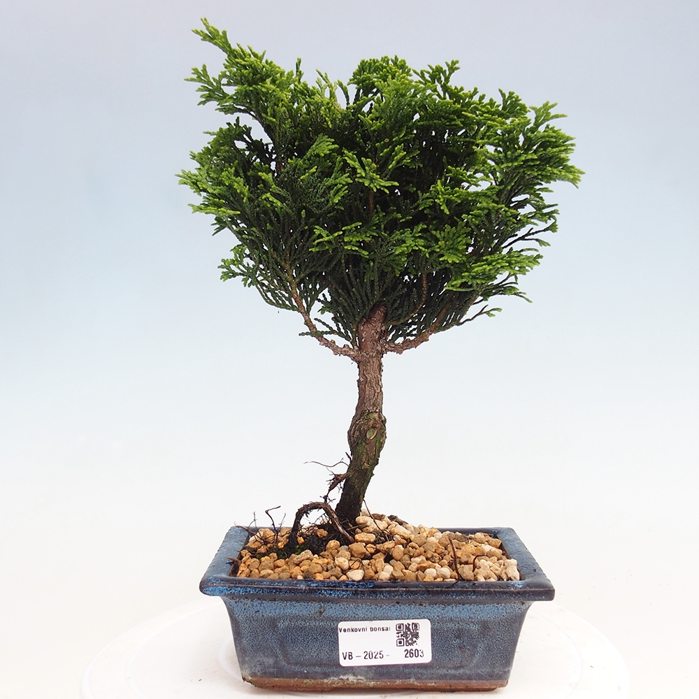 Outdoor-Bonsai - Cham.pis obtusa Nana Gracilis - Zypresse