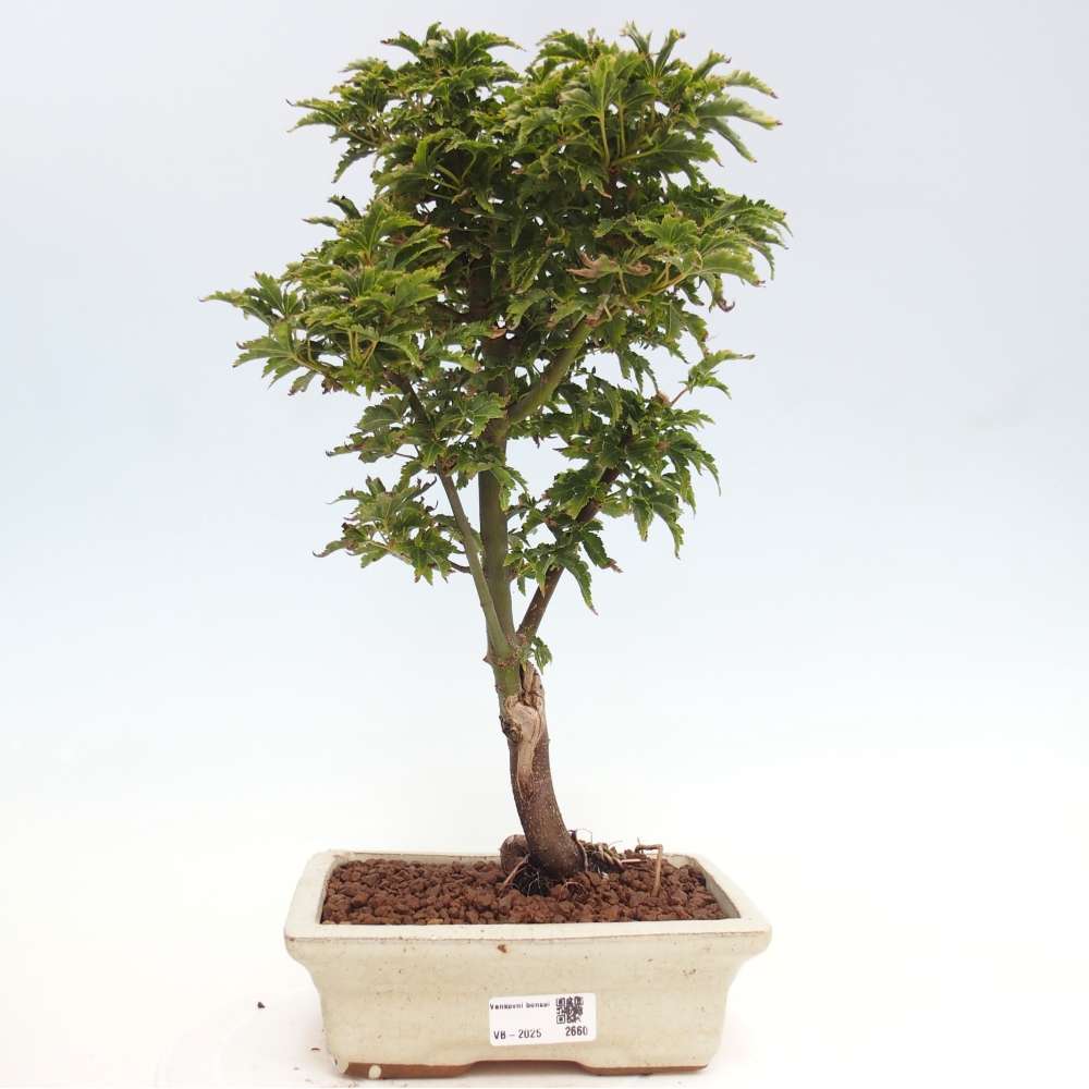 Bonsai im Freien - Acer palmatum Shishigashira-Ahorn