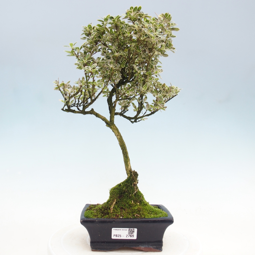 Indoor-Bonsai - Serissa foetida  - Baum der tausend Sterne