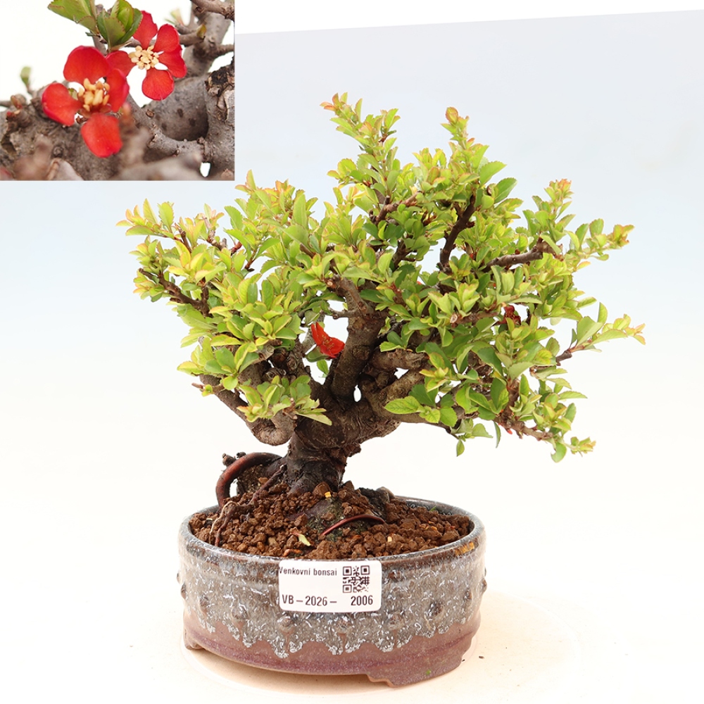 Bonsai für draußen - Chaneomeles speciosa Chojubai