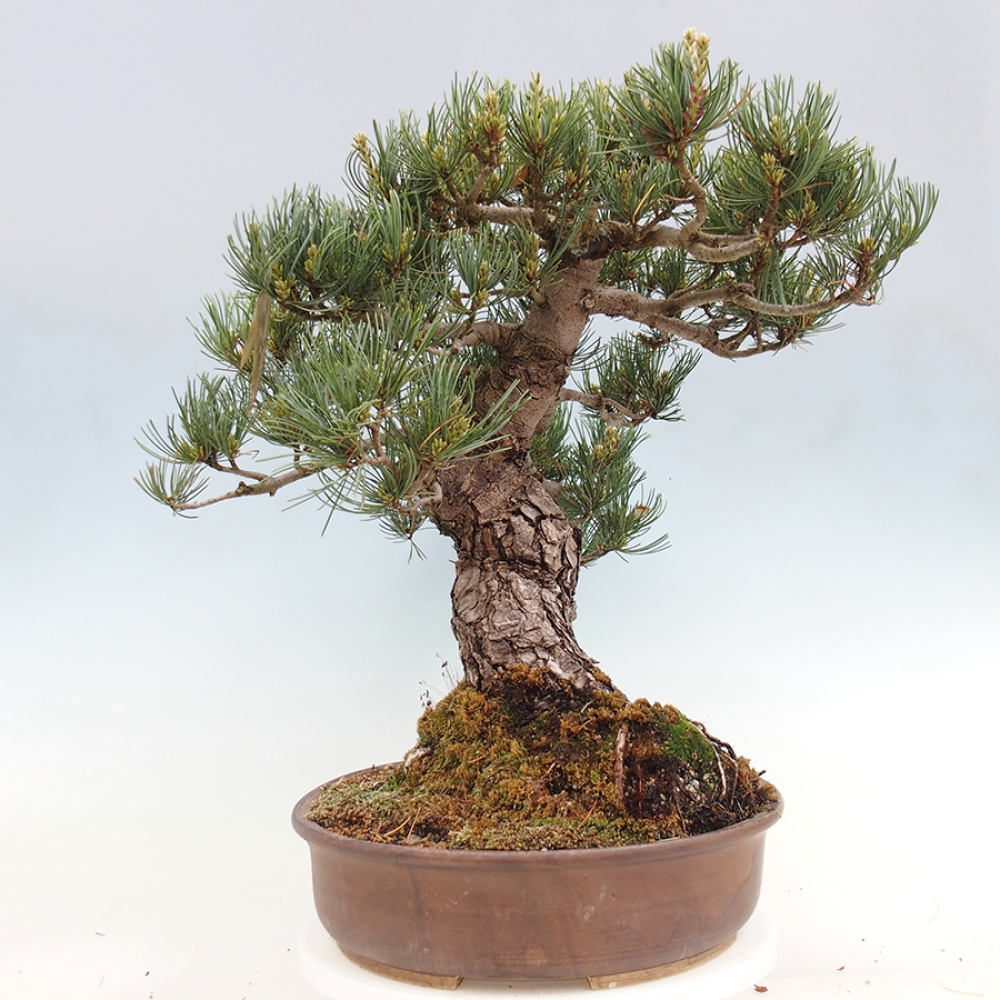 Bonsai für draußen - Pinus parviflora - Pinus parviflora
