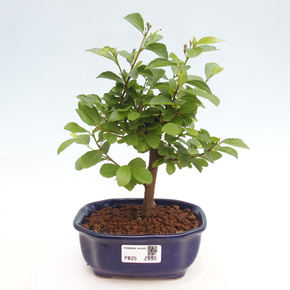 Zimmerbonsai - Grewia occidentalis - Lavendelstern