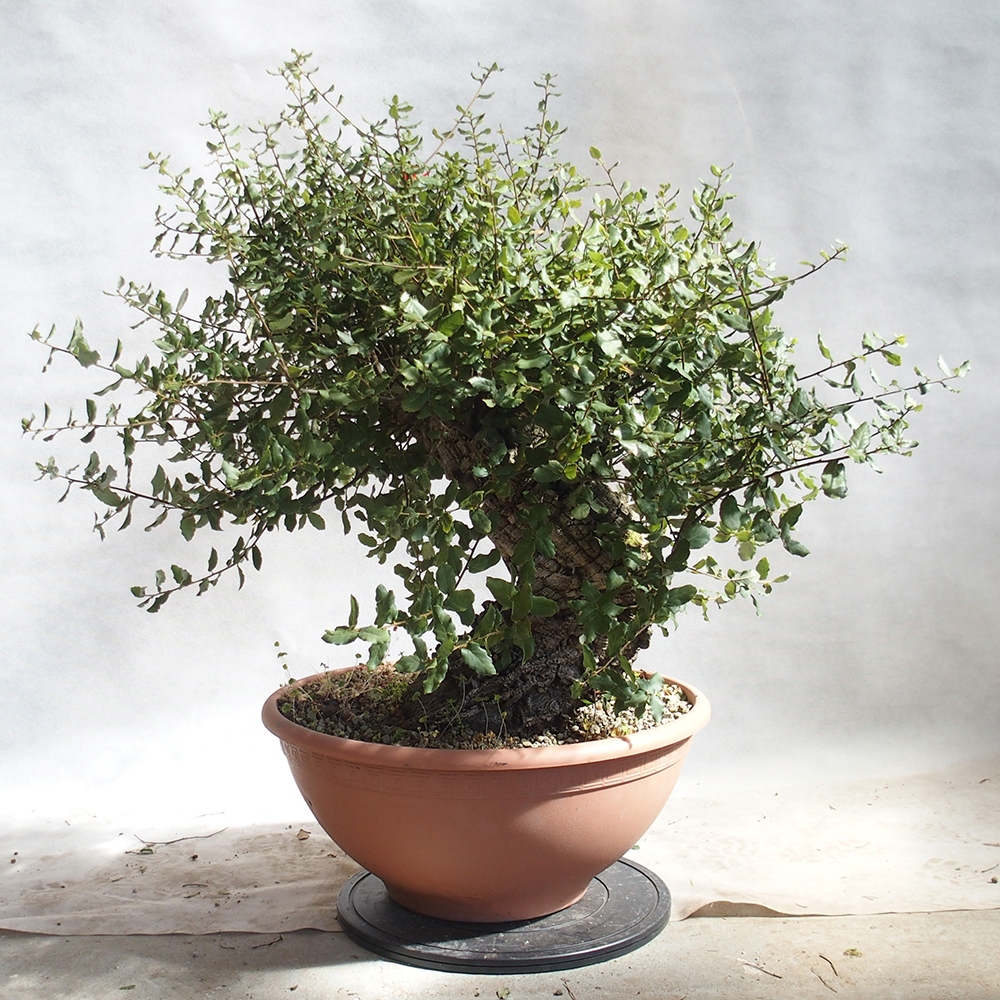 Outdoor-Bonsai Quercus suber - Kork-Eiche