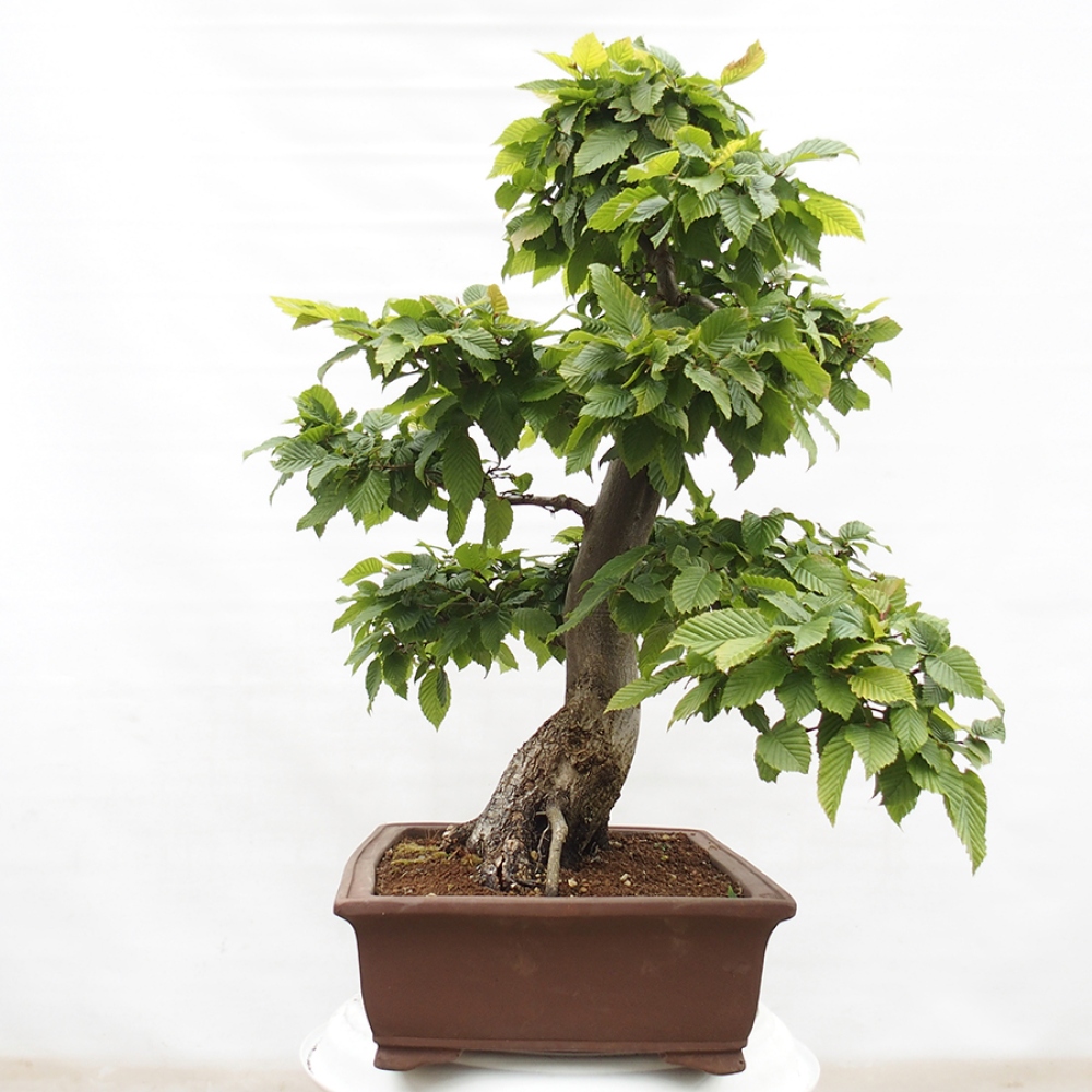 Bonsai im Freien - Hainbuche - Carpinus betulus