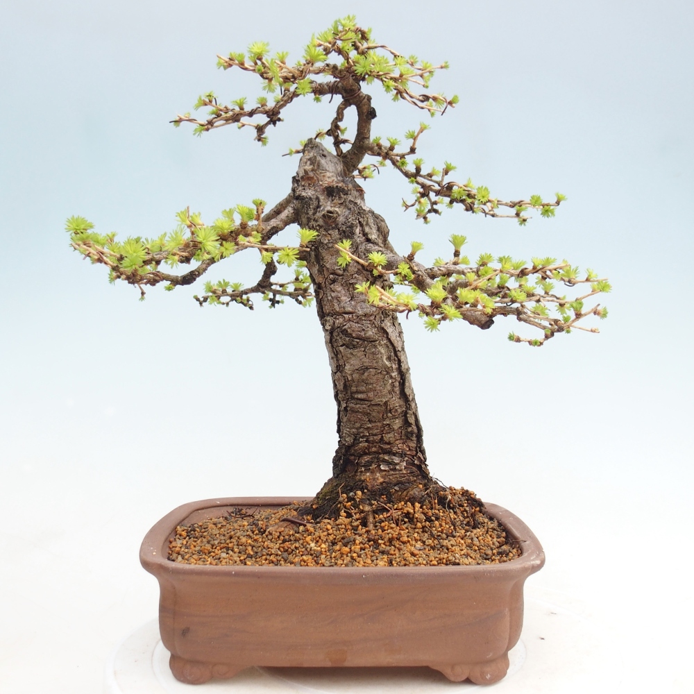 Bonsai für draußen -Larix decidua - Lärche