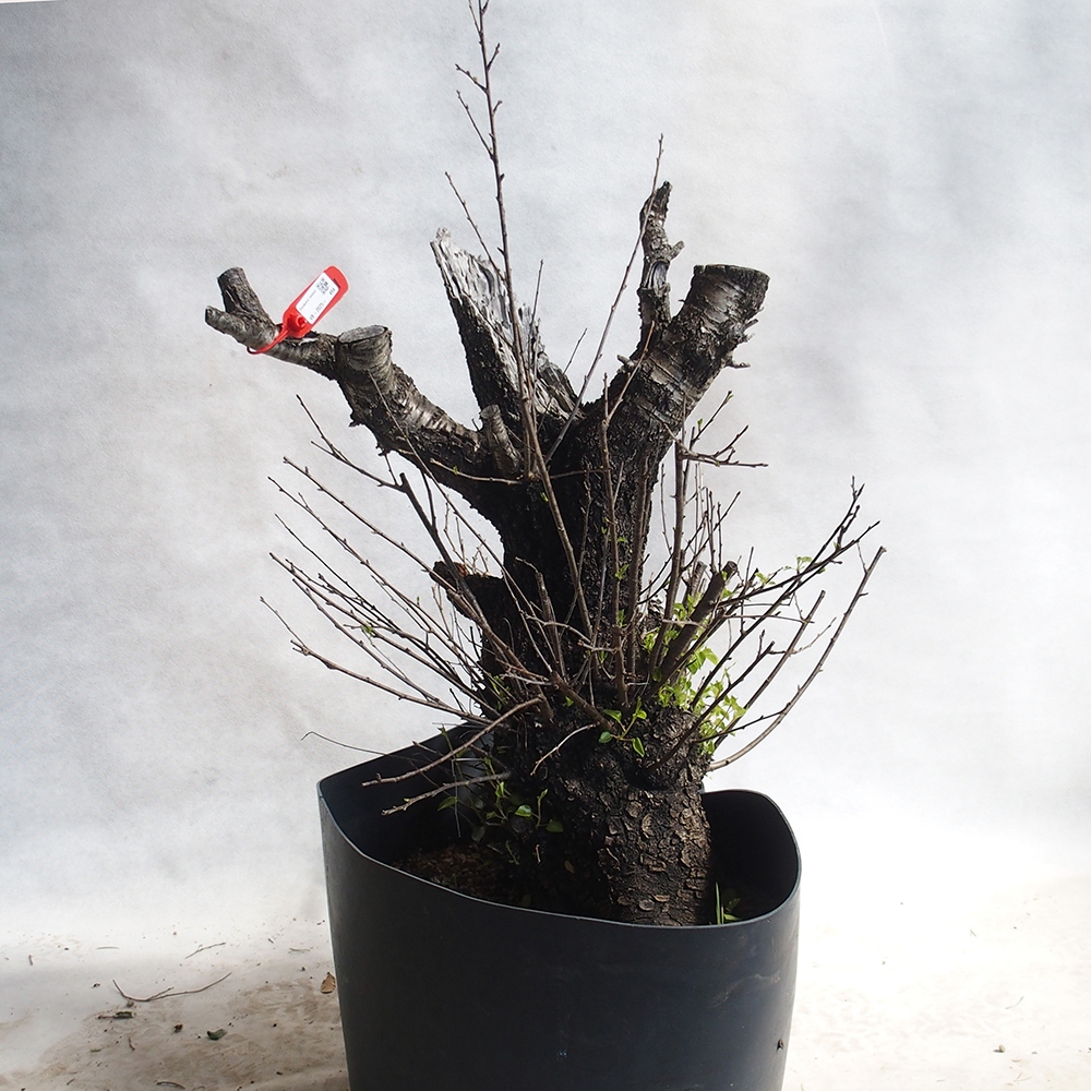 Outdoor Bonsai -Mahalebka - Prunus Mahaleb