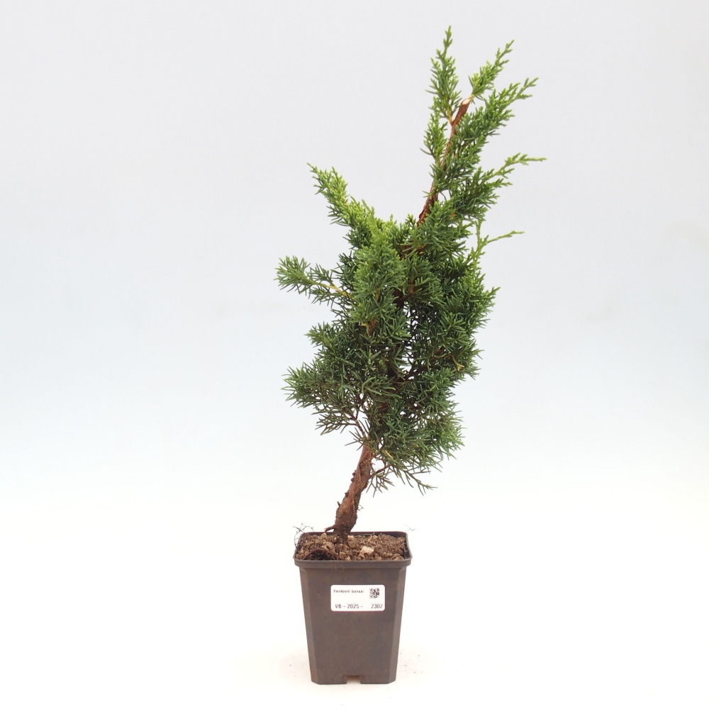 Outdoor-Bonsai - Juniperus chinensis Kishu - Chinesischer Wacholder