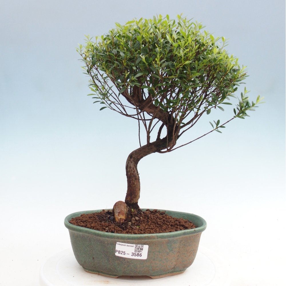 Zimmer Bonsai - Syzygium - Piment