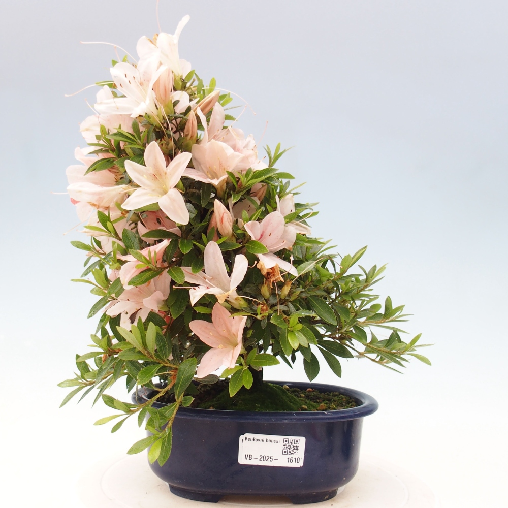 Bonsai im Freien - Japanische Azalee - Azalea Nikko