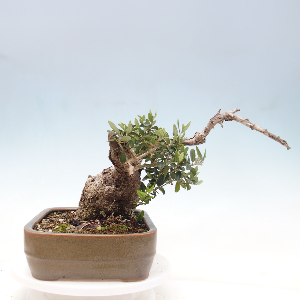 Indoor-Bonsai - Olea europaea sylvestris - Europäisches kleinblättriges Olivenöl