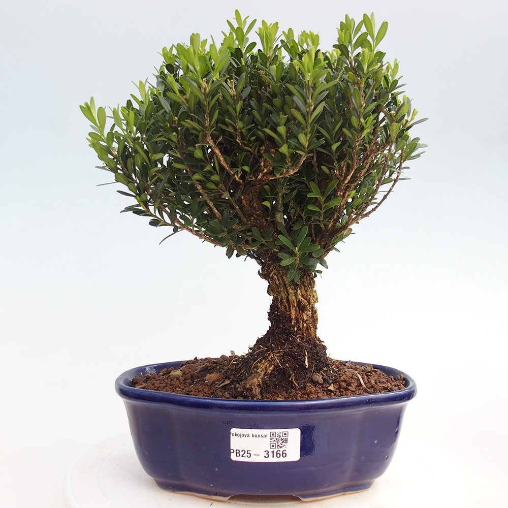 Innenbonsai - Buxus harlandii - Korkbuchsbaum