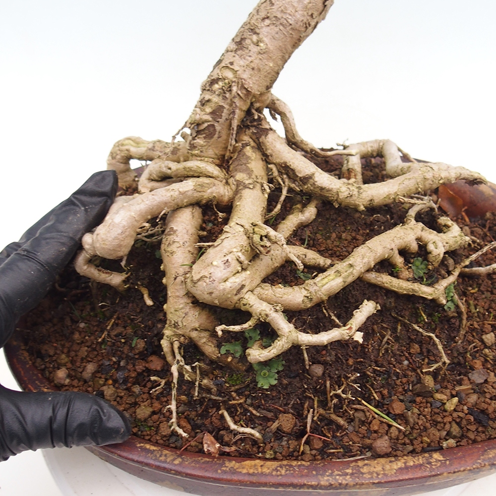 Bonsai im Freien - Ginkgo biloba