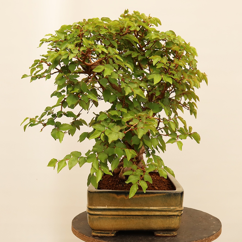 Bonsai im Freien - Carpinus Coreana - Koreanische Hainbuche