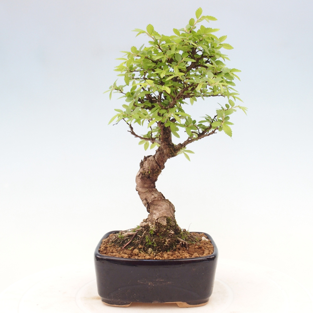 Bonsai im Freien - Zelkova - Zelkova NIRE