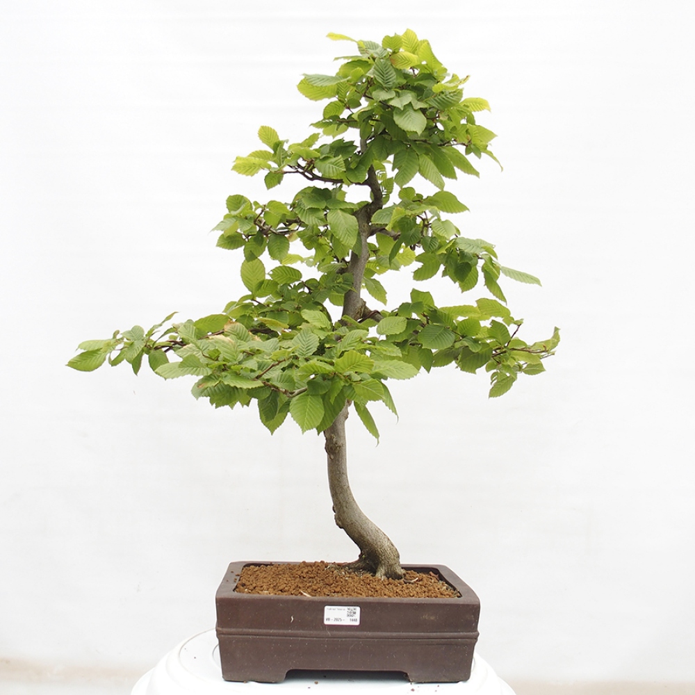 Bonsai im Freien - Hainbuche - Carpinus betulus
