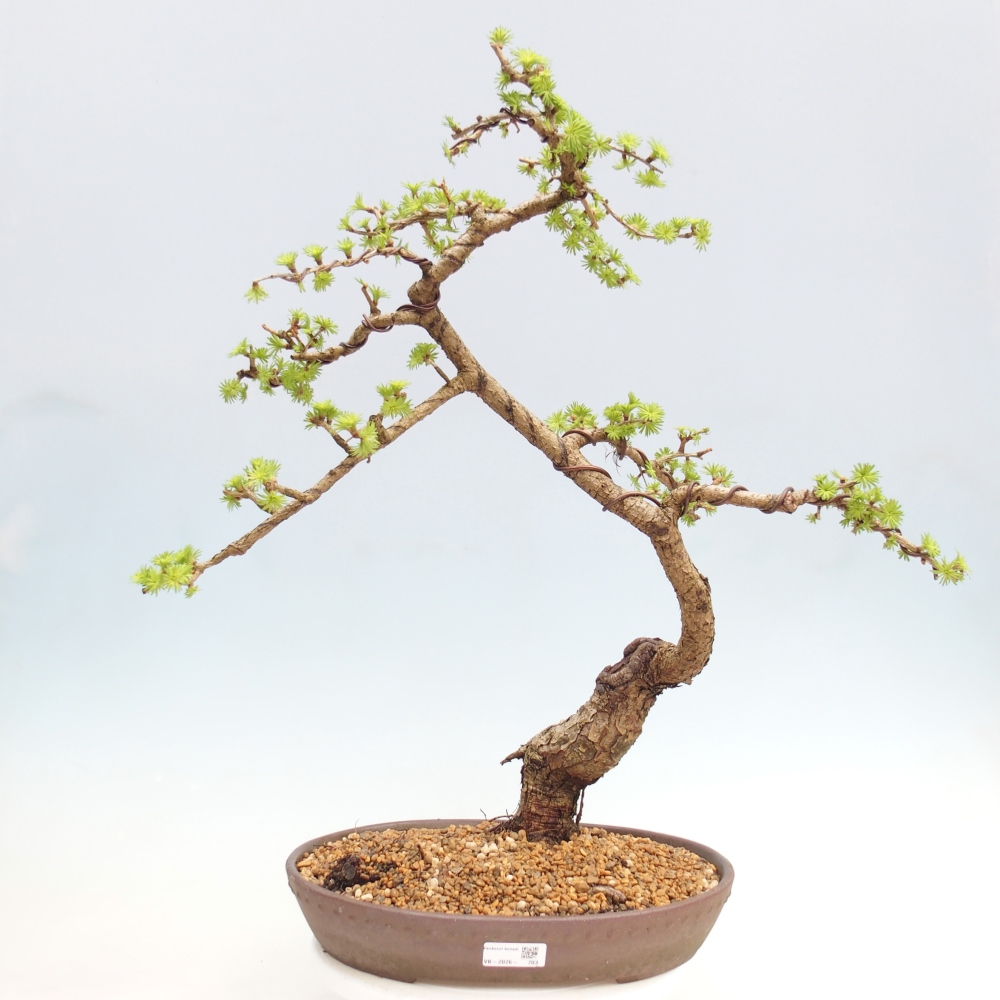 Outdoor-Bonsai -Larix decidua - Lärche - nur Palettentransport