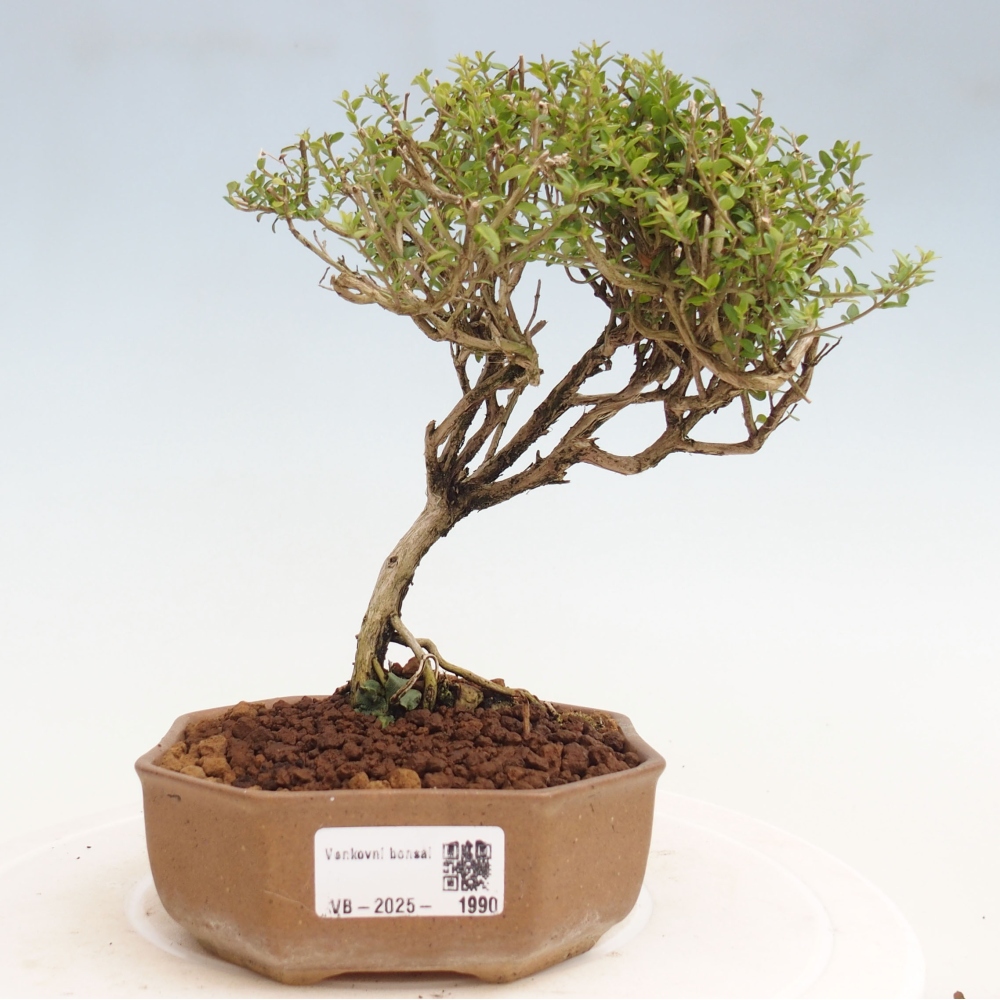 Bonsai im Freien - Lonicera nitida Twiggy - Geißblatt