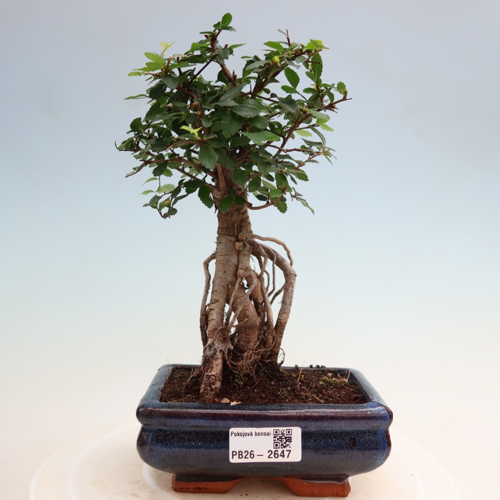 Zimmerbonsai - Ulmus parvifolia - Kleinblättrige Ulme
