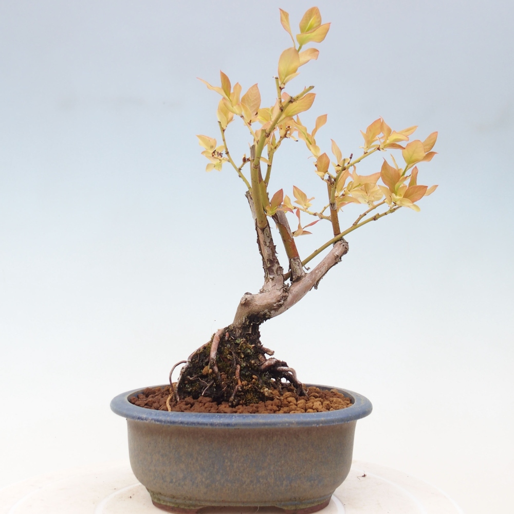 Outdoor-Bonsai - Kanadische Blaubeere - Vaccinium corymbosum