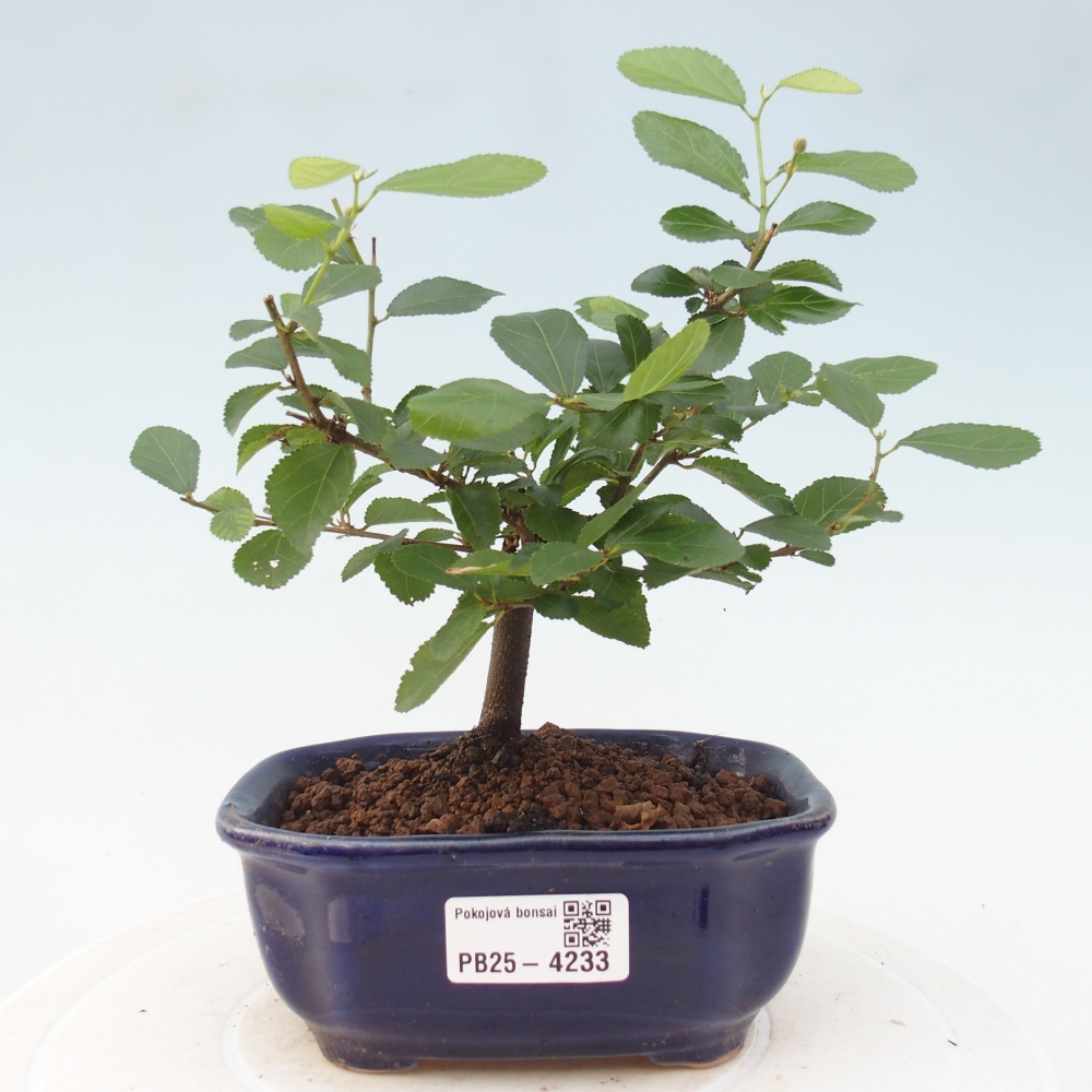 Zimmerbonsai - Grewia occidentalis - Lavendelstern