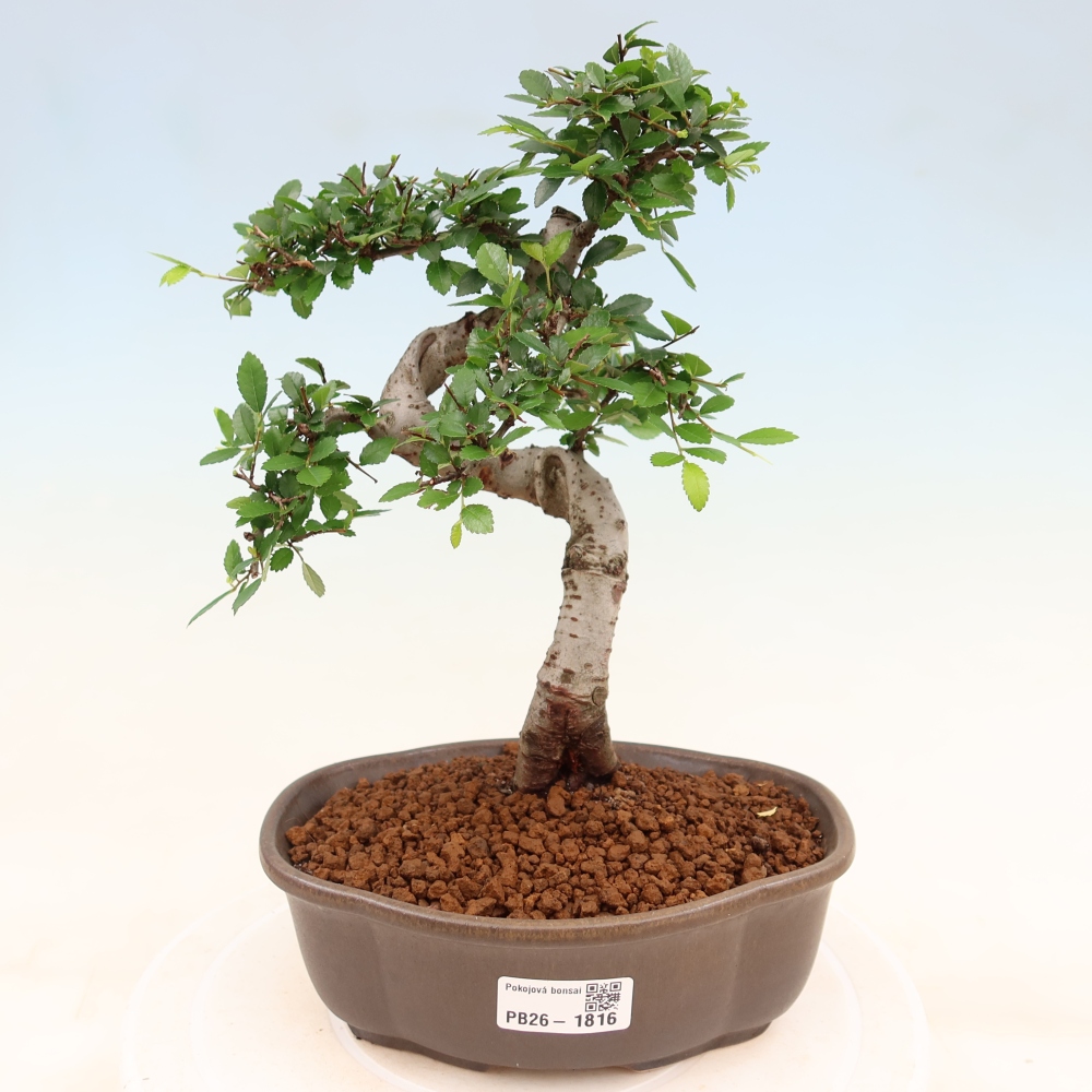 Zimmerbonsai - Ulmus parvifolia - Kleinblättrige Ulme