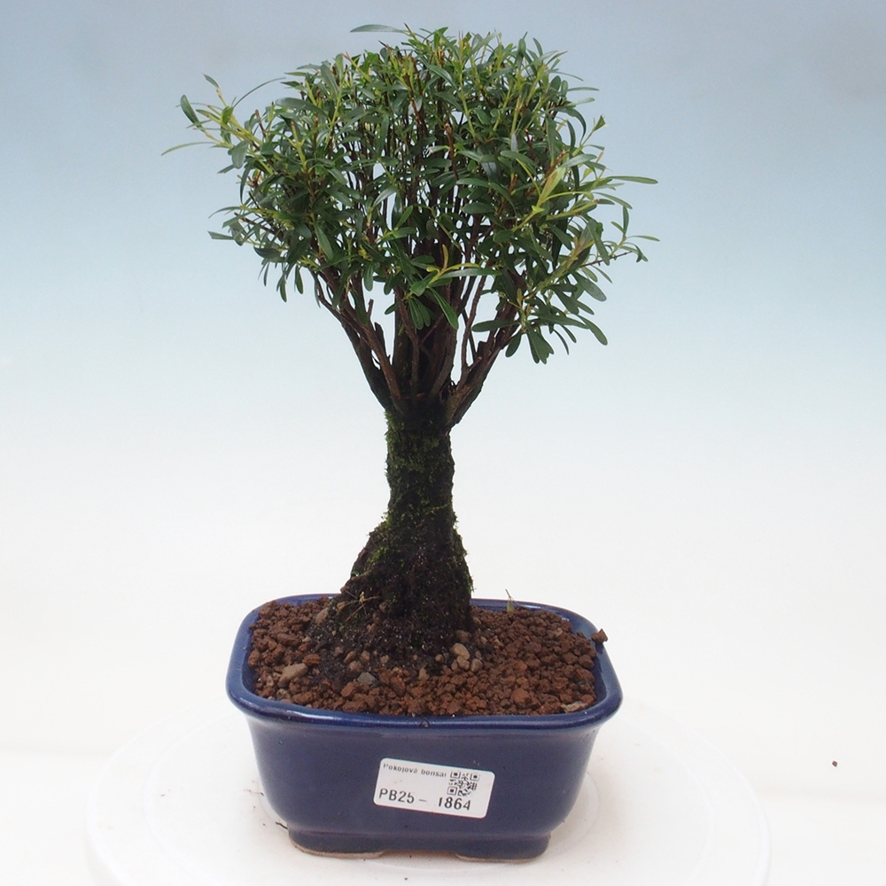 Zimmer Bonsai - Syzygium - Pimentovník