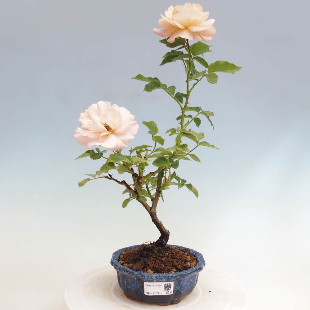 Freilandbonsai - Rosa Kordes -  Rose