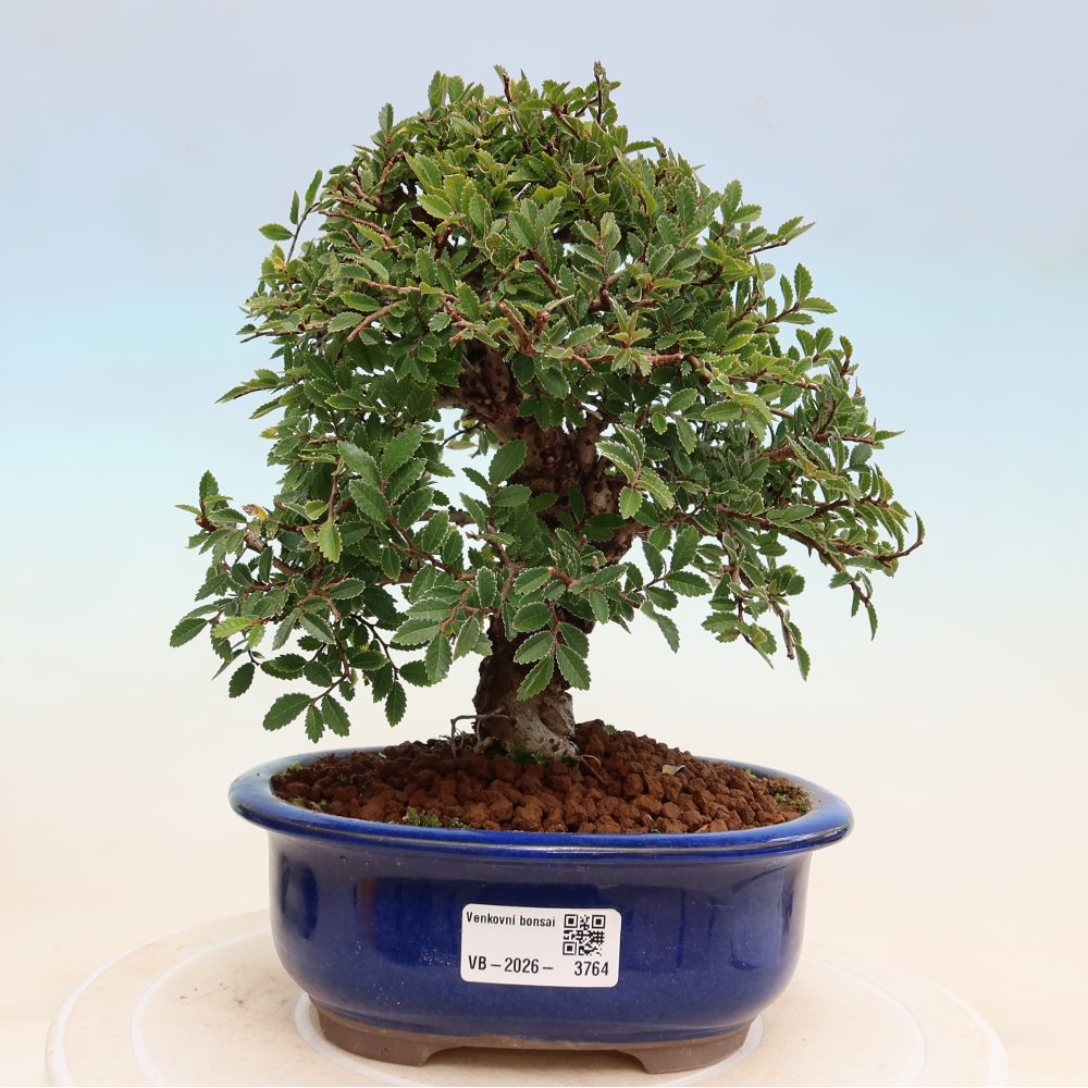 Bonsai für draußen - Zelkova - Zelkova NIRE