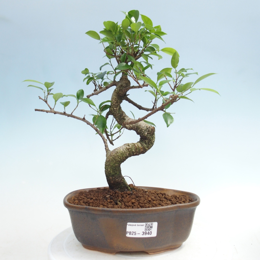 Zimmerbonsai - Ficus retusa - Kleinblättriger Ficus