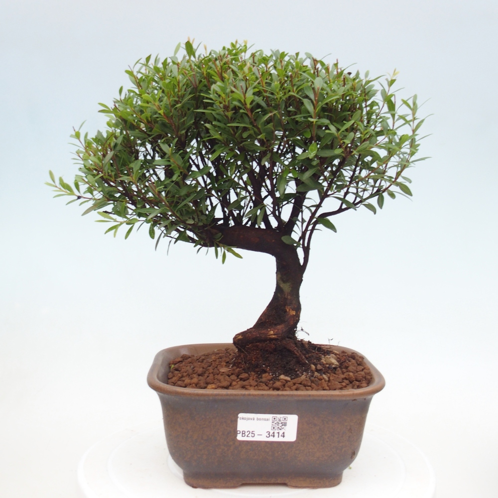 Zimmer Bonsai - Syzygium - Piment