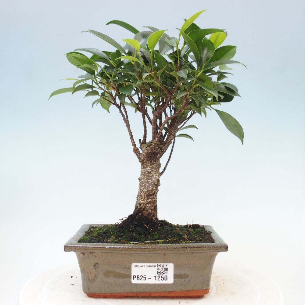 Zimmerbonsai - Ficus retusa - kleinblättriger Ficus